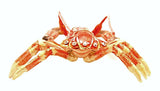 Lobster Trinket Box. Orange Enamel with Austrian Crystals