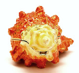Trumpet Shell Trinket Box Hand Crafted with Austrian Crystals
