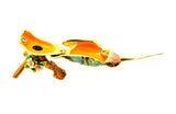 Hummingbird on Branch Trinket Box with Colorful Enamel & Austrian Crystals